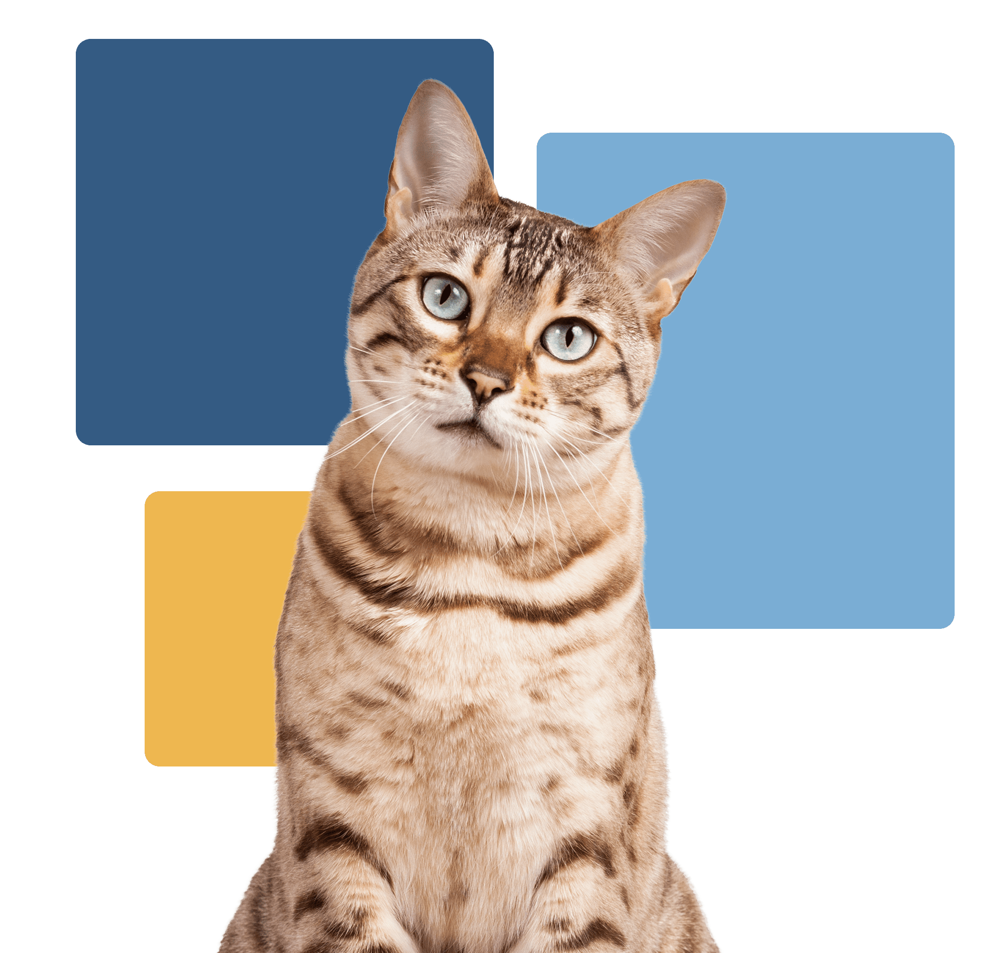 Brown Tabby Cat Sitting