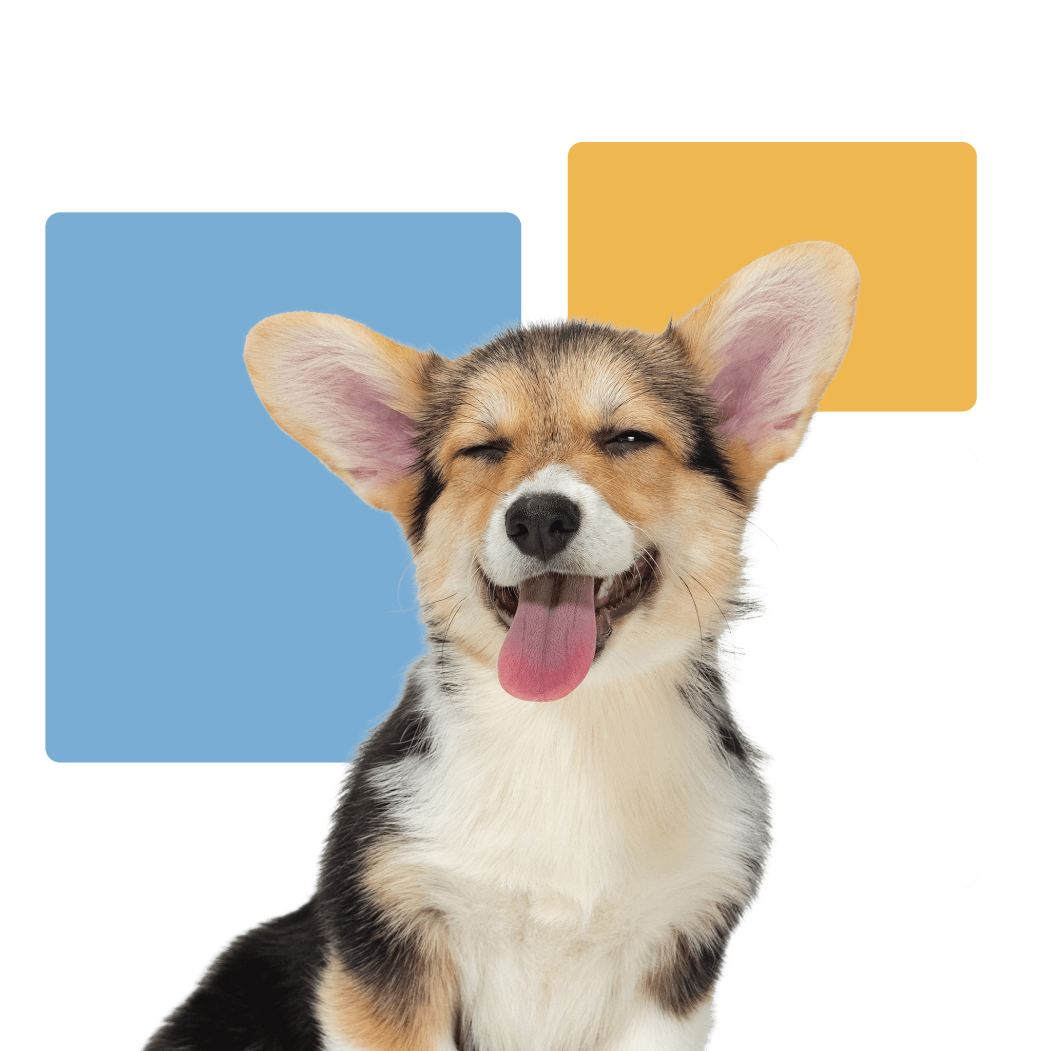 Cute Corgi Puppy Smiling With Eyes Closed